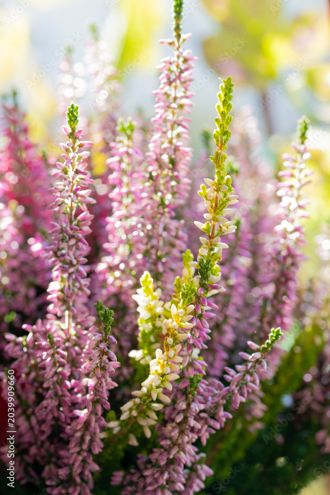 Obraz premium Heather flowers blooming in sunlight