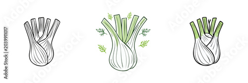 Fennel vegetable illustrations set fresh produce line art and watercolor style