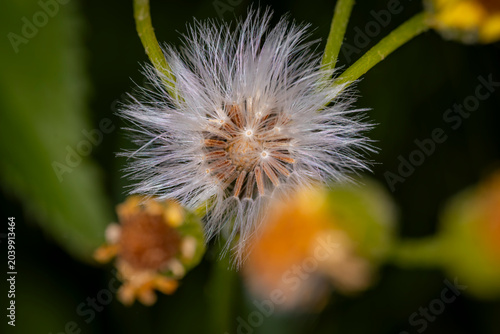 Schilderij op canvas Macro close up of a wild wildflower seedhead with white feathery pappus filament
