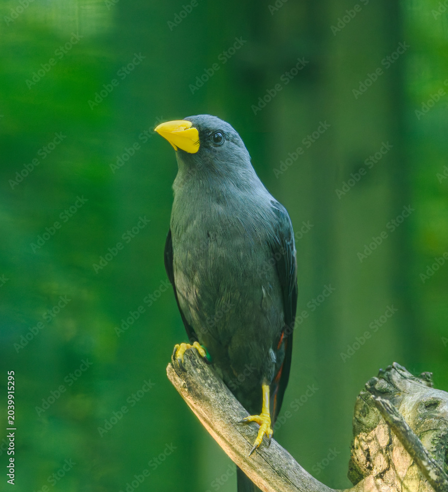 Fototapeta premium grosbeak starling (Scissirostrum dubium) bird on stick