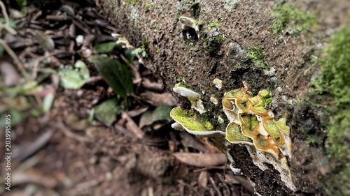 Konstfotografi Wild bracket fungus growing on a moss-covered fallen tree log in a damp forest