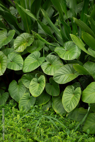 close up of green plant