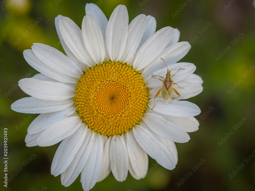 Fototapeta premium Macro closeup of a green scentless plant bug or tarnished plant bug perched on the white petals of a blooming daisy flower head