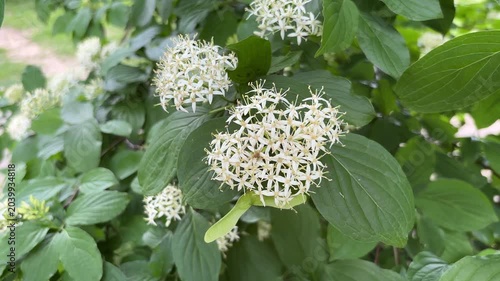 White flowering blood-twig dogwood tree in bloom