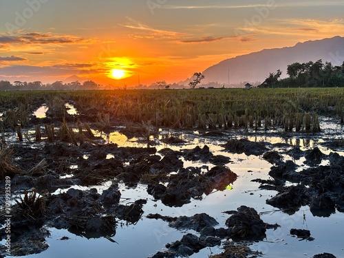 Dramatic sunset reflecting in the muddy water of a flooded agricultural field. Rural Asian landscape with cut rice stalks and mountain silhouette.