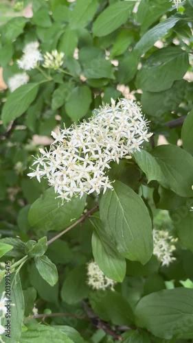 White flowering blood-twig dogwood tree in bloom