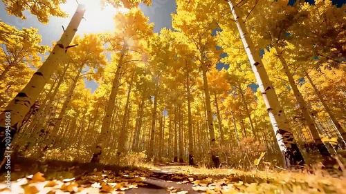 Aspen Forest with Golden Leaves and Sunlight