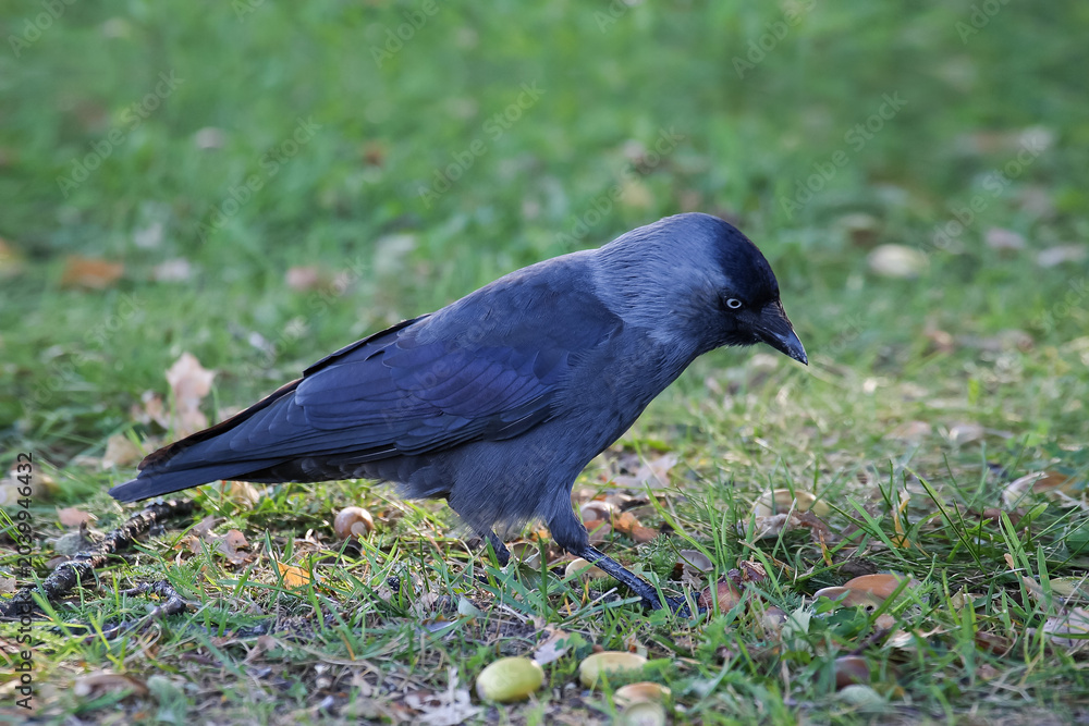 Fototapeta premium A western jackdaw (Corvus monedula) searches for food on a green lawn with scattered acorns.