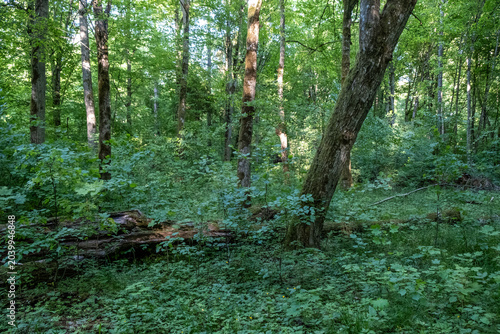 Fotografie Decaying log on forest floor in Bialowieza Forest in spring, Poland