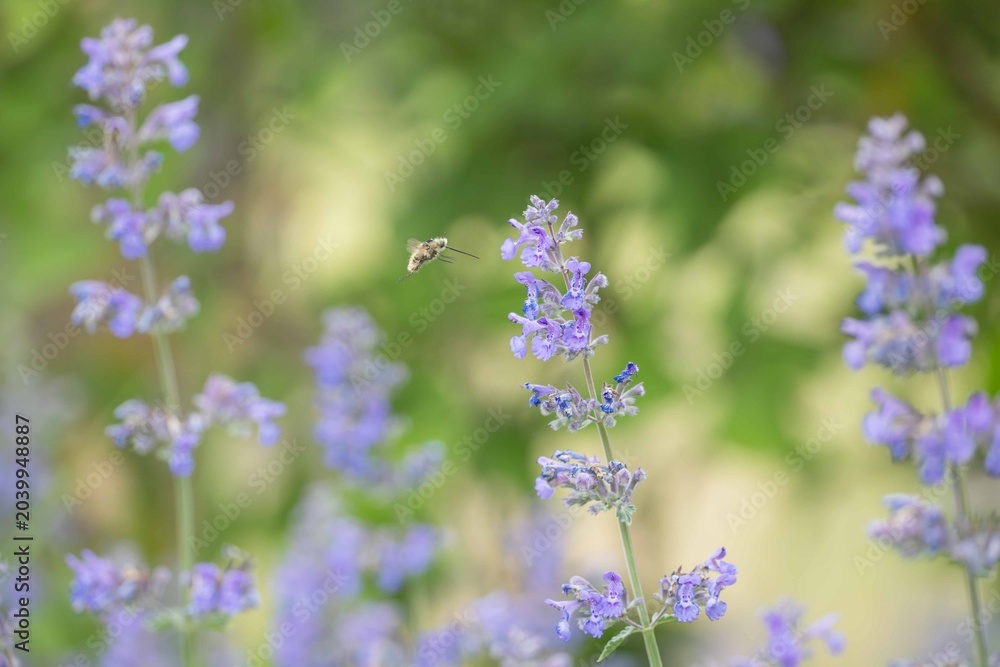 Fototapeta premium Woolly bee fly feeding on lavender blossoms