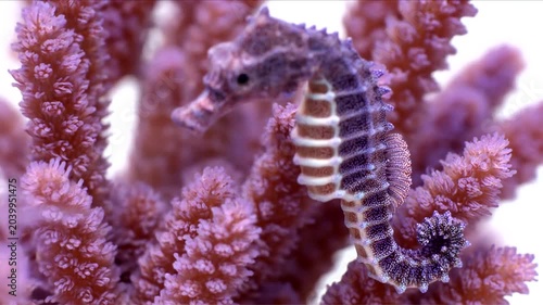 Seahorse gracefully rests amidst vibrant coral reef in the ocean.