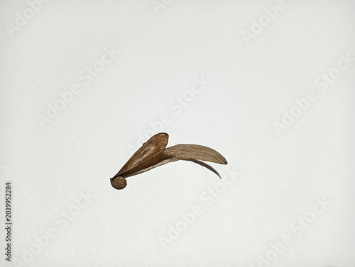 Foto Close-up of a dry winged seed isolated on a white background