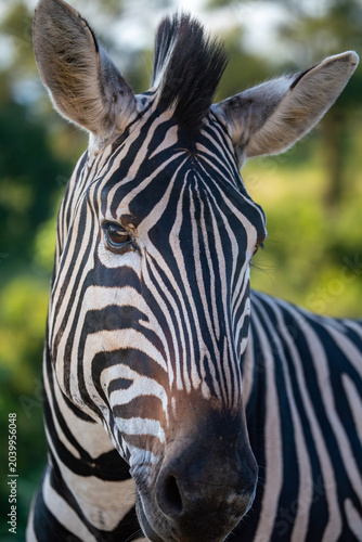 Plains zebra in natural habitat during safari in Africa