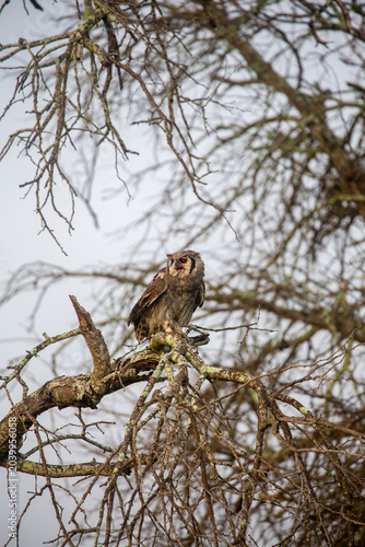African bird of prey in natural habitat