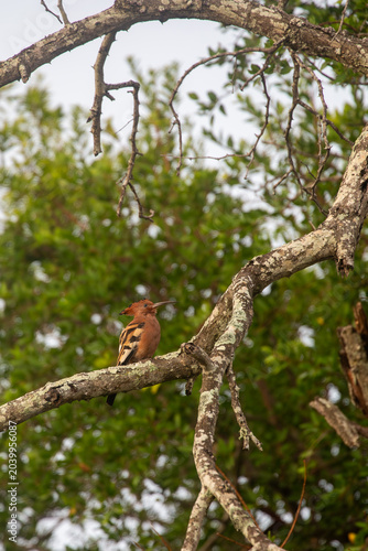 Small African bird perched in natural habitat