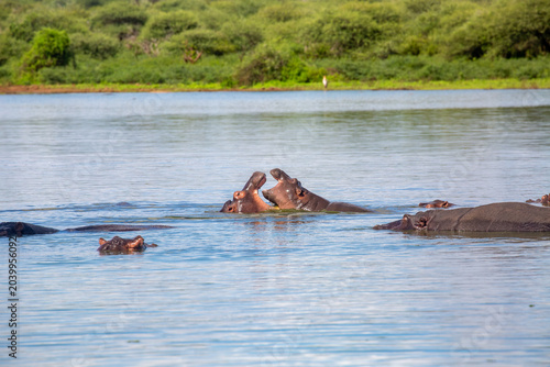 Hippopotamus in natural habitat during safari in Africa