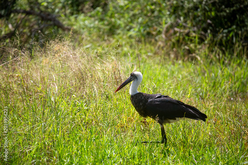 African wading bird in natural habitat