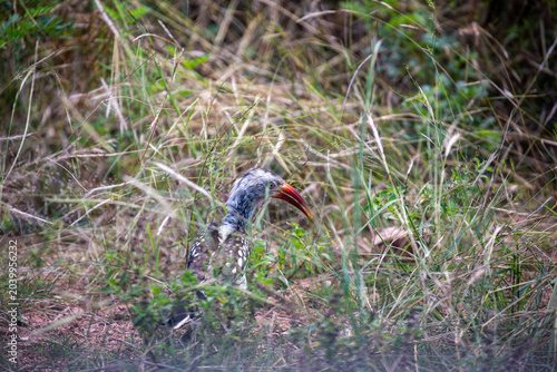 African hornbill perched in natural habitat