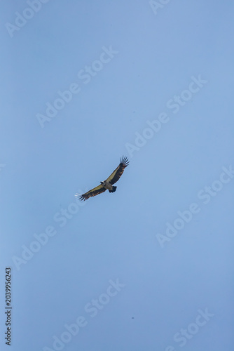 African bird of prey in natural habitat