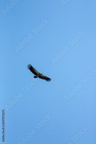 African bird of prey in natural habitat