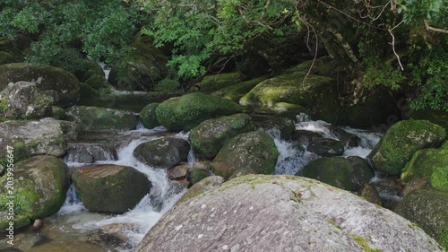 Water flows around mossy rocks down small cascade in green forest on Yakushima Island