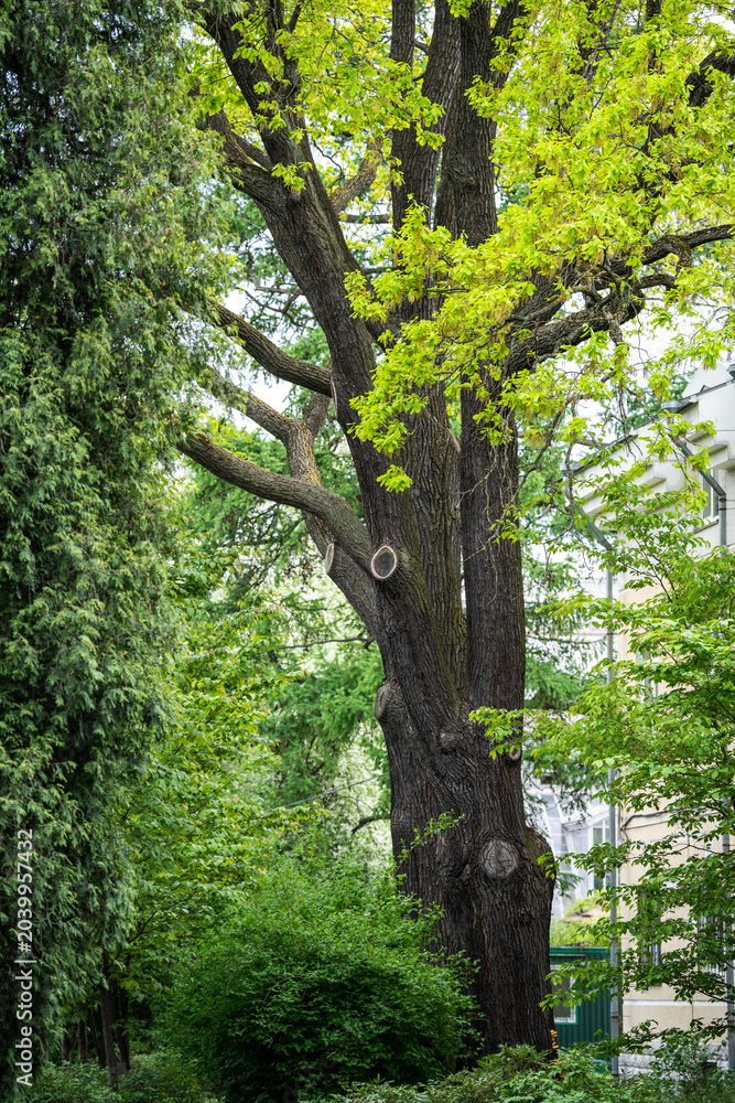 Fototapeta premium Old oak tree in spring garden growing out young fresh green leaves, spring nature awakening in parks and gardens, tree unfolding lush foliage under warm sun.