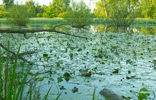 Konstfotografi Idyllischer Teich am Alten Rhein mit Seerosen und üppige Ufervegetation bei Sonn