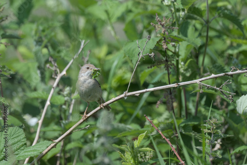 Common Whitethroat carrying food