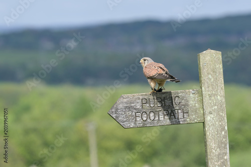 Male Kestrel perched on a wooden sign