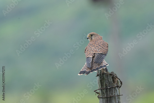 Female Kestrel percched on some dead wood