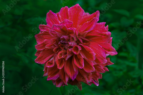Dahlia couvert de rosée