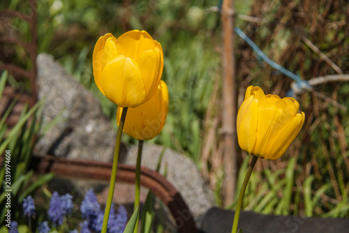 Bright yellow tulips in a spring garden.