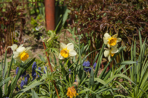 Decorative flowers for landscape design.
