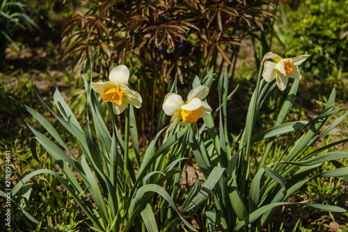 Blooming daffodils in a spring garden.