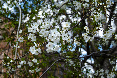 Fruit tree blossom season.