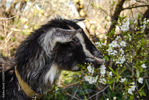 A black goat among spring vegetation.