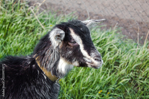 Livestock farming in the countryside.
