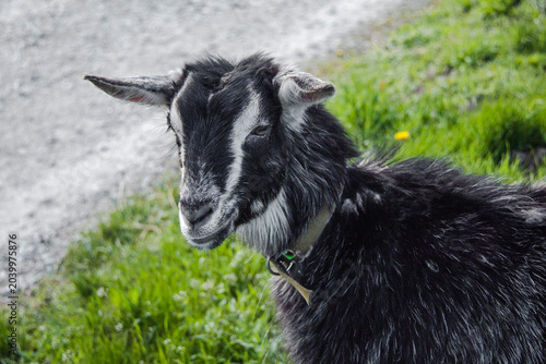 A farm animal in its natural environment.