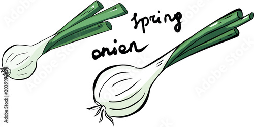 Foto Spring onion hand drawn color illustration