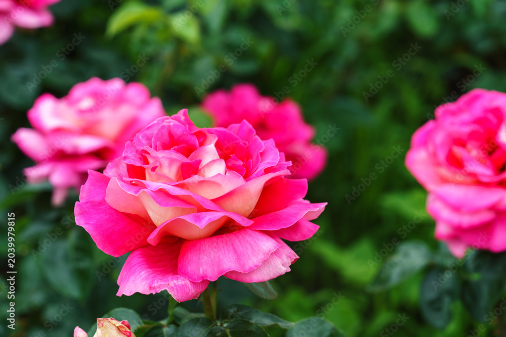 Fototapeta premium Close up, macro of pastel pink rose in full bloom growing in summer garden. Romantic floral background with natural light, decorative and green foliage. Spring and nature, gardening, plant breeding.