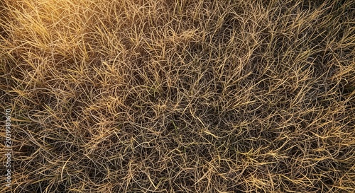 Overhead view of dry golden grass texture in sunlight