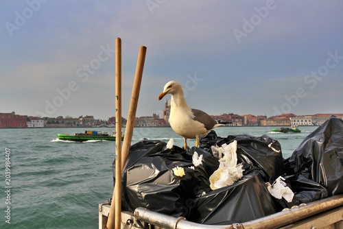 Tableau sur toile Morning scene of a seagull rummaging through a garbage dump along the Giudecca C