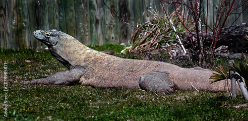 Foto Komodo dragon near the fence.  Latin name - Varanus komodoensis