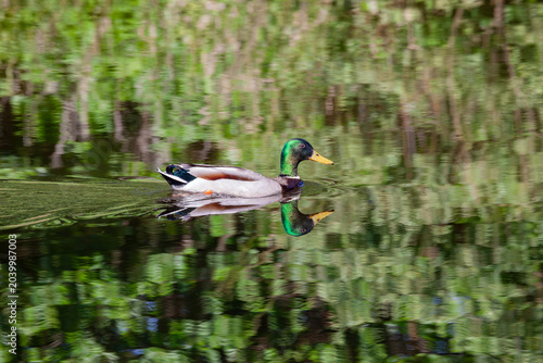 A Mallard, Drake Duck swims across a pond with a perfect reflection, full frame
