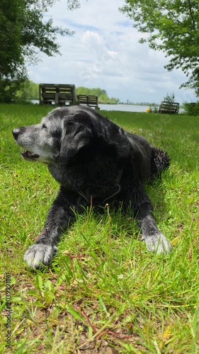 A large old dog gnaws on a bone in the grass.


