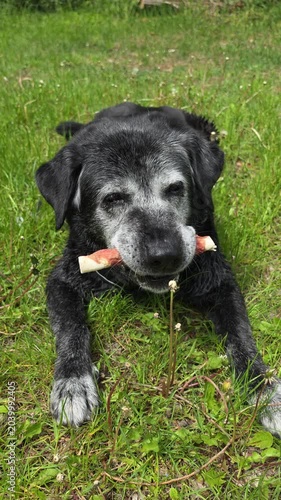 A large, old dog gnaws on a bone in the grass.



