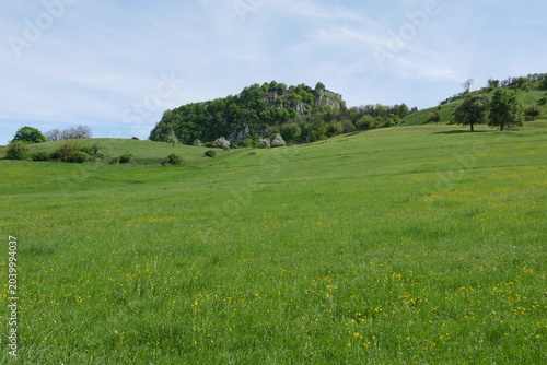 Grüne Wiesen im Frühling im Hegau mit Blick zum Berg mit Bergfestung Hohentwiel bei Singen