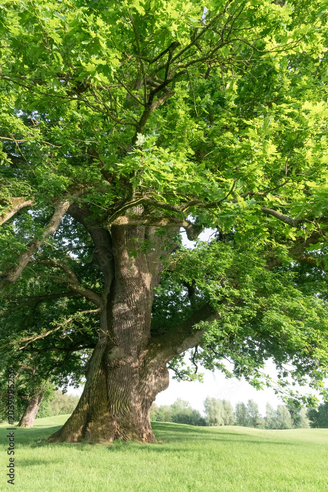 Fototapeta premium Serene Spring Oak in Open Green Landscape
