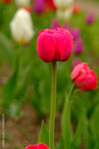 Pink tulip stands tall in a garden filled with colorful tulips, featuring lush green leaves and a blurred background of additional blooms