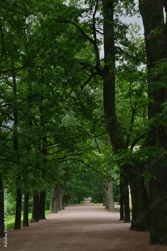 Fototapeta premium Lush green trees line a quiet, sun-dappled path